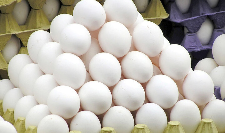 تولید تخم مرغ در سروستان افزایش یافت