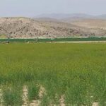 پایان برداشت خاکشیر از مزارع شهرستان خرم بید