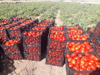 برداشت گوجه فرنگی از مزارع سرچهان آغاز شد
