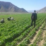 200 شغل ایجاد شده در بخش کشاورزی شهرستان خنج در سامانه رصد ثبت شد