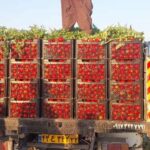 برداشت گوجه فرنگی در سطح 100 هکتار از مزارع شهرستان رستم