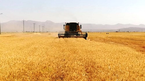 برداشت محصول گندم در اراضی کشاورزی شهرستان استهبان