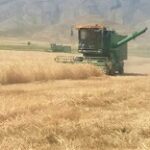 تولید 55 هزار تن گندم در فیروزآباد