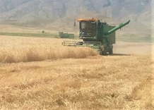 تولید 55 هزار تن گندم در فیروزآباد