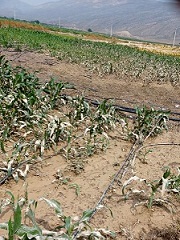 خسارت میلیاردی بارندگی به کشاورزی فیروزآباد