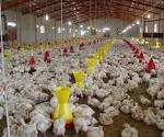 تولید ۸۰۵ تن گوشت مرغ در سروستان