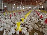 تولید ۸۰۵ تن گوشت مرغ در سروستان
