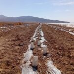 آغاز کشت خربزه در زرین دشت