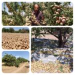 باغدار نی‌ریزی بادامکارنمونه ملی شد