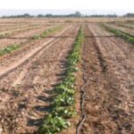 آغاز کشت شمام در ۵۷۰هکتار از مزارع قیروکارزین