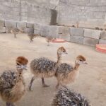 توسعه پرورش شتر مرغ در شهرستان زرین دشت