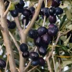 پایان برداشت زیتون روغنی در شهرستان زرین دشت