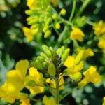 مبارزه با آفت شته کلزا در زرین رشت