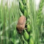 پیشگیری از بروز خسارت و مبارزه علیه سن مادری در زرین دشت