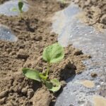 کشت خربزه به صورت نشایی برای اولین بار در زرین دشت