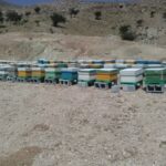 تولید سالانه ۲۰۰ تن عسل در کوار