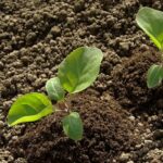 آغاز کشت بادمجان در ۸۰هکتار از مزارع قیروکارزین