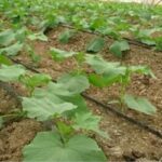 آغاز کشت گوجه فرنگی ۷۵۰هکتار از مزارع قیروکارزین