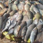 صید بالغ بر 9 تن ماهی از دریاچه سد تنگاب فیروزآباد