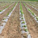 آغاز کشت طالبی در ۱۰۰هکتار از مزارع قیروکارزین