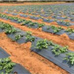 آغاز کشت هندوانه در ۳۵۰هکتار از مزارع قیروکارزین