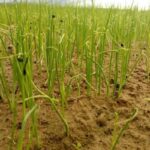 کشت پیاز در ۷۵۰ هکتار از مزارع قیروکارزین