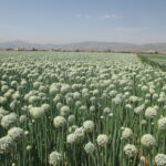 کشت ۶۵۰ هکتار پیاز پاییزه درشهرستان کوار