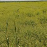 زرقان در اوج تولید قدومه: جهش چهار برابری کشت و افزایش چشمگیر عملکرد