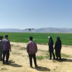 عملیات گسترده سم‌پاشی علیه سن مادری گندم در شهرستان زرقان