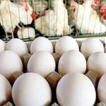 تولید بیش از ۱۰ هزار تن تخم مرغ در کوار