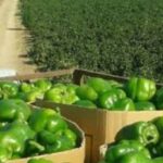 آغاز برداشت فلفل دلمه‌ای از ۱۰۰ هکتار از اراضی کشاورزی قیروکارزین