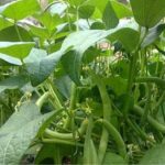 آغاز برداشت لوبیا سبز از ۱۵۰ هکتار اراضی کشاورزی در شهرستان قیروکارزین