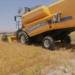 آغاز برداشت خوشه های طلایی گندم در زرین دشت