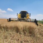 آغاز برداشت کلزا در زرین دشت