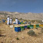 فسا سالانه 950 تن عسل تولید می‌کند