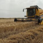 آغاز برداشت گندم فصل امید و تلاش کشاورزان شهرستان کازرون