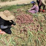 پیاز کازرون به بازار آمد