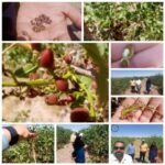 بازدید سرناظر بیمه کشاورزی فارس از باغ‌های پسته قطرویه نی‌ریز