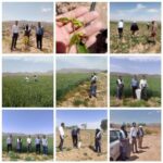 طرح جهش تولید در نی‌ریز با جدیت ادامه دارد