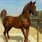 اسب‌های شهرستان اقلید هویت گذاری می‌شوند