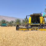 آغاز برداشت گندم درشهرستان  قیروکارزین