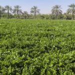 برداشت کرفس از مزارع قیروکارزین