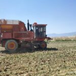 زحمت کشاورزان کازرونی به ثمر نشست؛ آغاز برداشت چغندر قند پاییزه