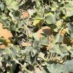 آغاز برداشت محصولات جالیزی “جانا” و “شمام” از ۶۷۰ هکتار اراضی کشاورزی