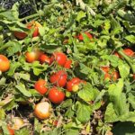 برداشت بیش از ۶۰ هزار تن گوجه‌فرنگی از مزارع قیروکارزین؛ گامی در جهت ارزآوری و اشتغال‌زایی