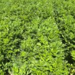 برداشت کرفس از مزارع شهرستان قیروکارزین