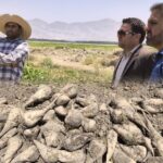 برداشت۷۲۰۰ تن چغندر قند  از اراضی قیروکارزین