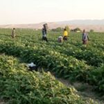 آغاز برداشت بادمجان از اراضی کشاورزی شهرستان قیروکارزین
