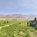 برداشت هندوانه از ۳۵۰ هکتار از اراضی کشاورزی شهرستان قیروکارزین