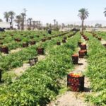 شروع صادرات گوجه فرنگی شهرستان زرین دشت